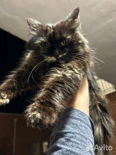 Сибирская кошка