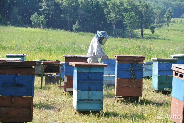 Мед липовый с собственной пасеки
