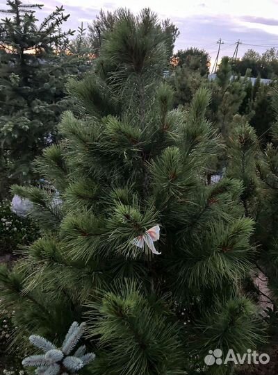 Кедр Сибирский 160-200см