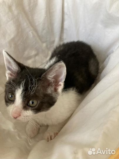 Котёнок - барашка