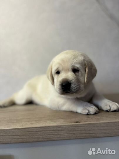 Щенки лабрадора палевые