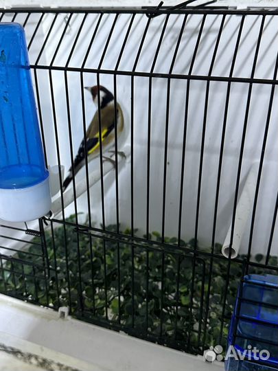 Чижи щеглы певчие птицы