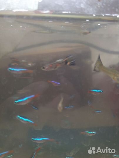 Неон Голубой и Гуппи