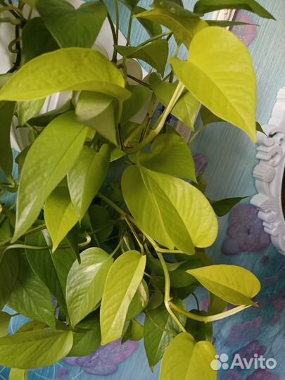 Сциндапсусы, эпипремнумы, хоя триколор