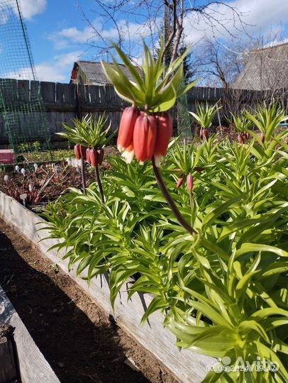 Королевский рябчик