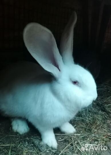 Кролики Ризен(немецкий великан)