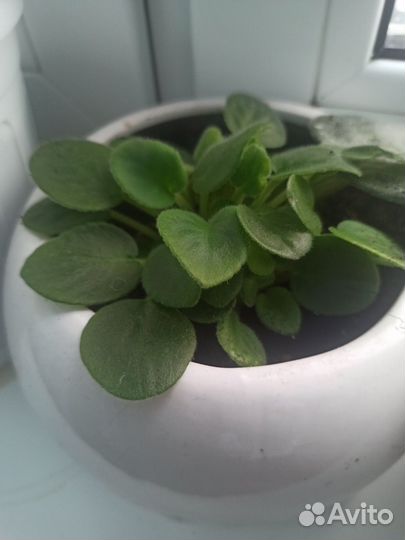 Фиалка, алое