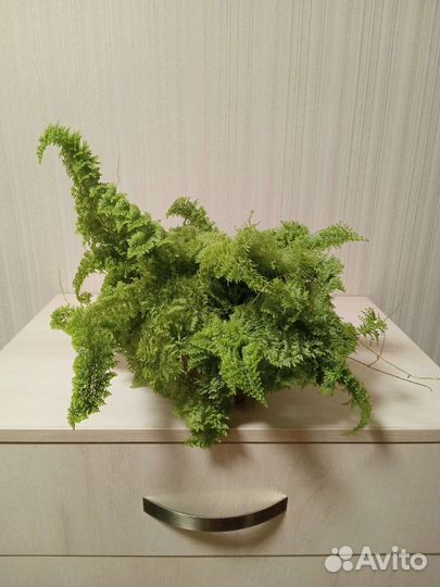 Папоротник