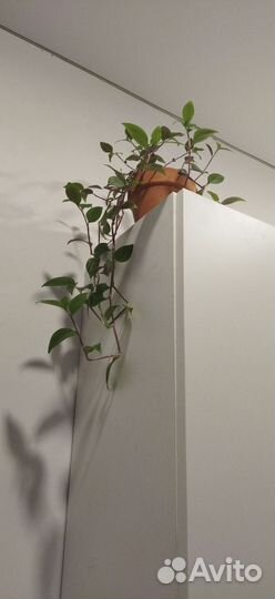 Традесканция