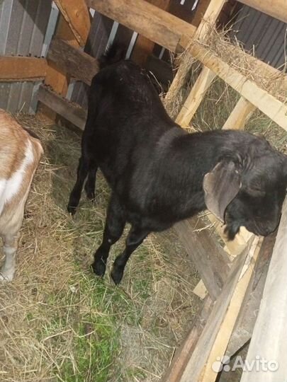 Нубийский козел