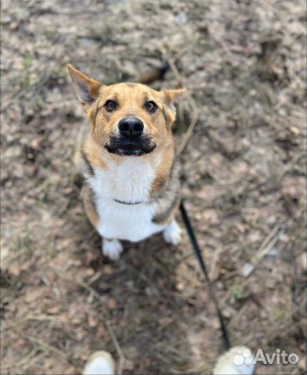 Молодой добрый пес томится в приюте, ждет семью