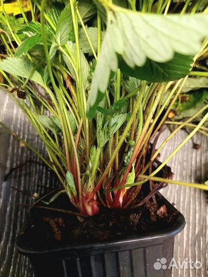 Ремонтантная земляника взрослые кустики