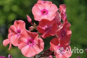 Семена и саженцы флоксов (смесь)