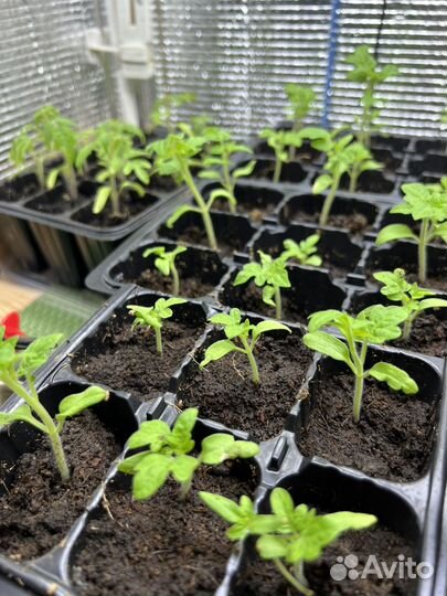 Рассада помидор (томатов) горшочных красных
