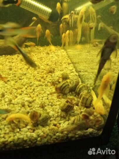 Гуппи, пецилии, спикси, анциструс