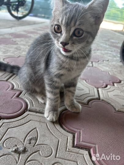 Британские котята