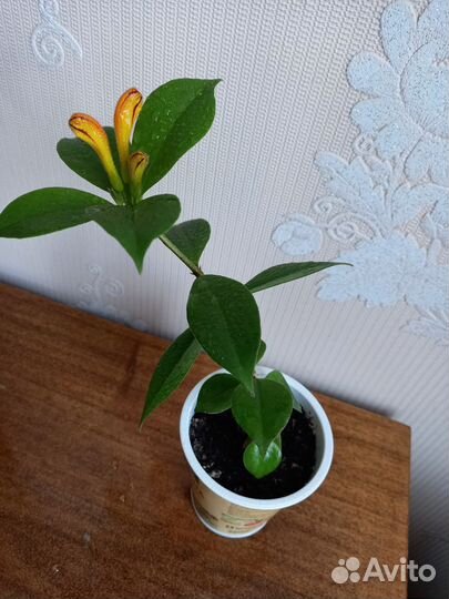 Эсхинантус