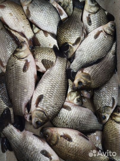 Свежая рыба карась