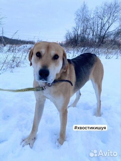 Гончак ласковый парень в приюте