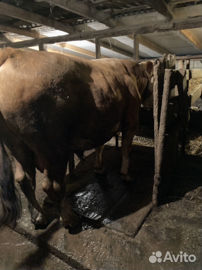 Быки на мясо