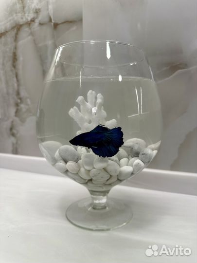 Рыбка петушок