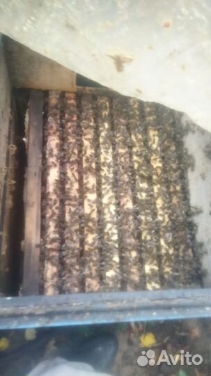 Рамки с пчелиным расплодом