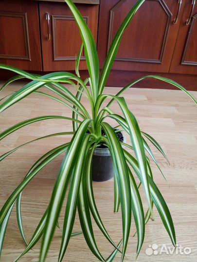 Продам цветы комнатные