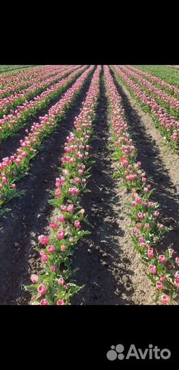 Луковицы тюльпанов для клумбы