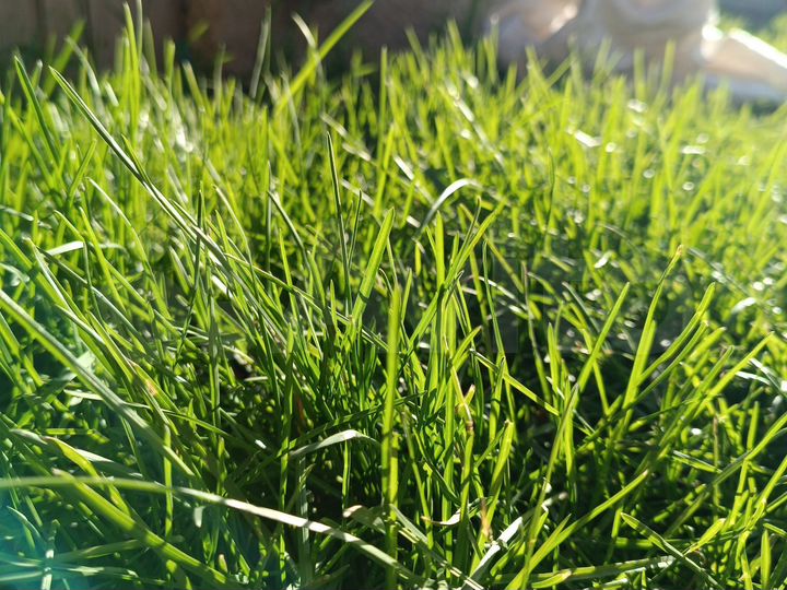 Участок 5 сот. (СНТ, ДНП)