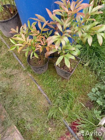 Пионы и другие многолетние растения