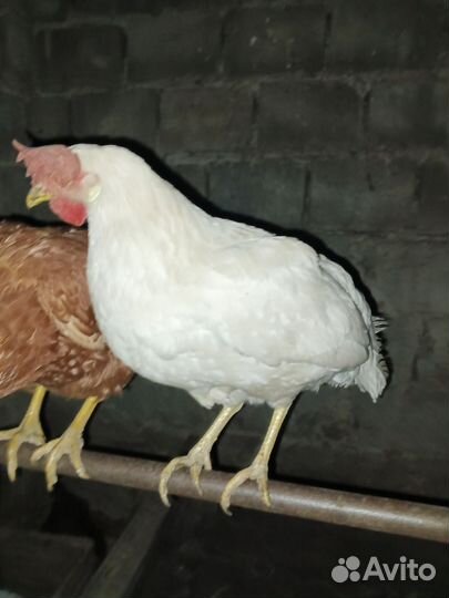 Куры молодки несушки