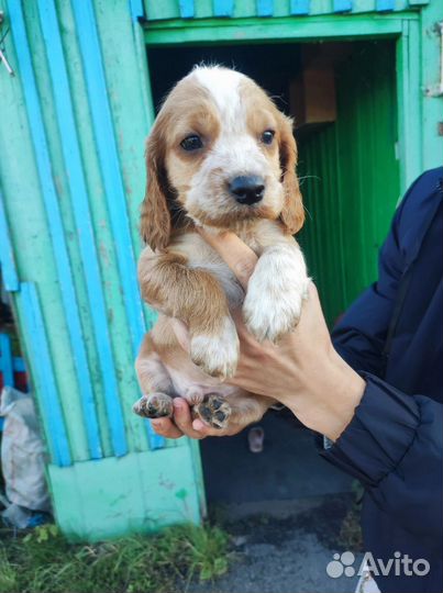 Русский охотничий спаниель щенки