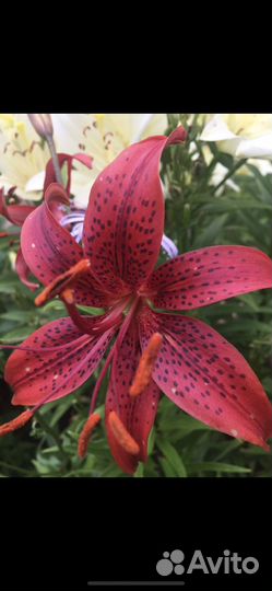 Лилии на посадку 2