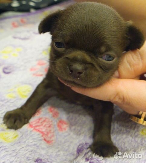 Щенки чихуахуа