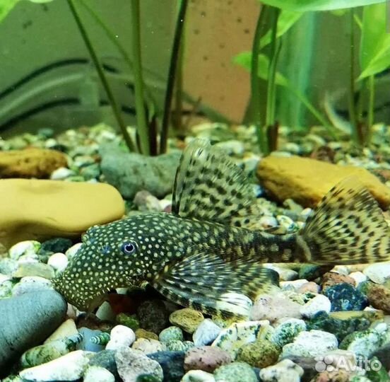 Сомики анциструсы