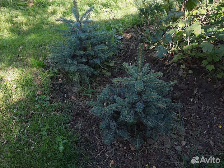 Смородина, малина, ель голубая