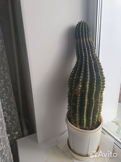 Большой кактус