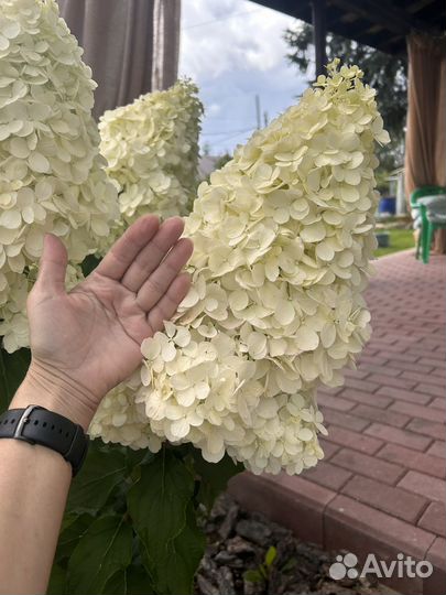 Гортензия метельчатая саженцы