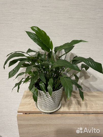 Спатифиллум