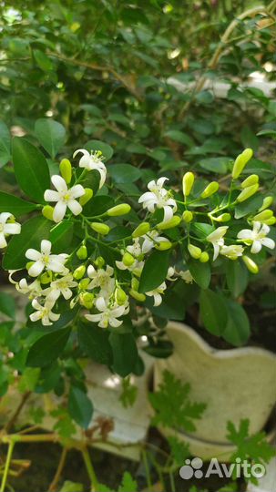 Мурайя дерево японских императоров