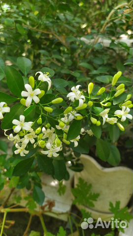 Мурайя дерево японских императоров