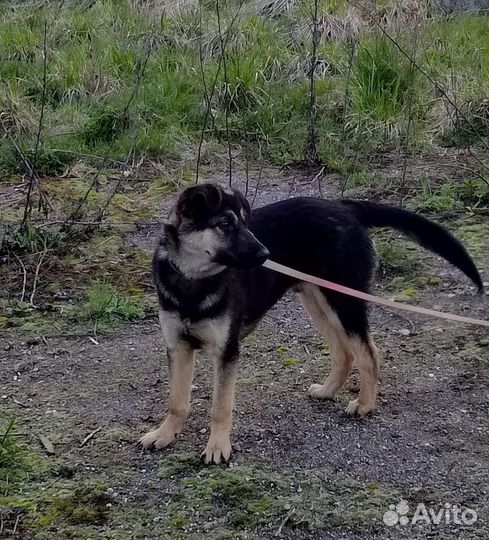 Щенок в добрые руки бесплатно