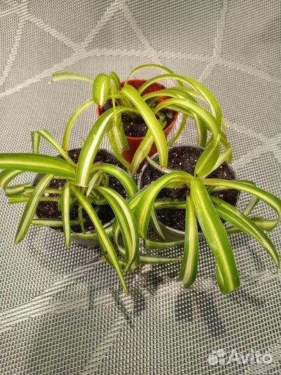 Хлорофитум кудрявый бонни, традесканция зебрина