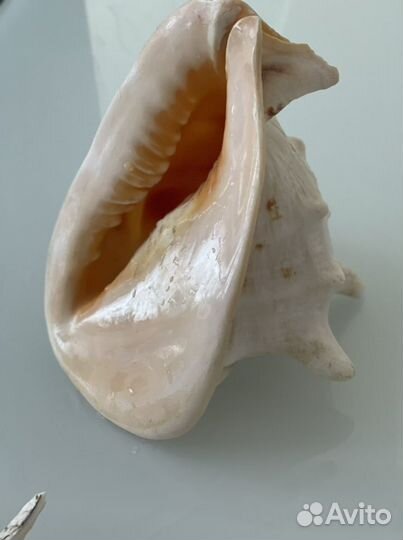 Морские ракушки раковины