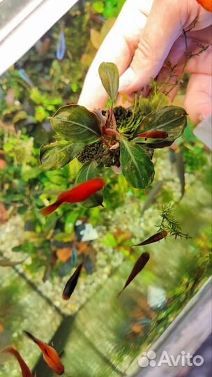 Широколистные буцефаландры,анубиас,лагенандра