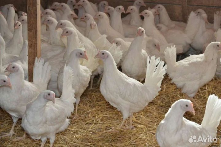 Куры несушки