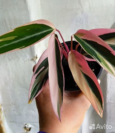 Строманта триколор