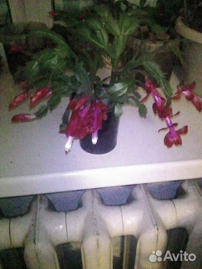 Декабрист Kris Kringle