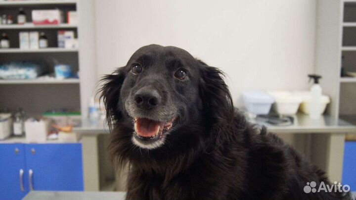 Ветеринарный врач