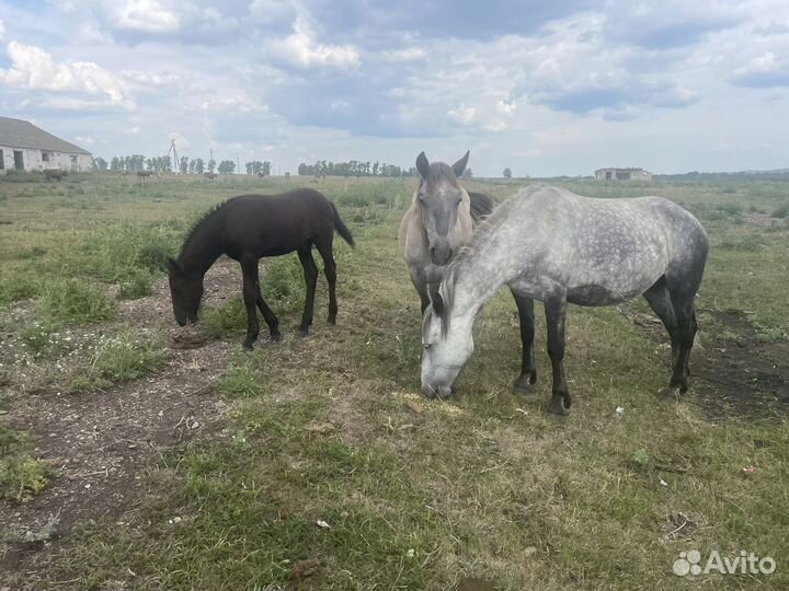 Продажа лошадей